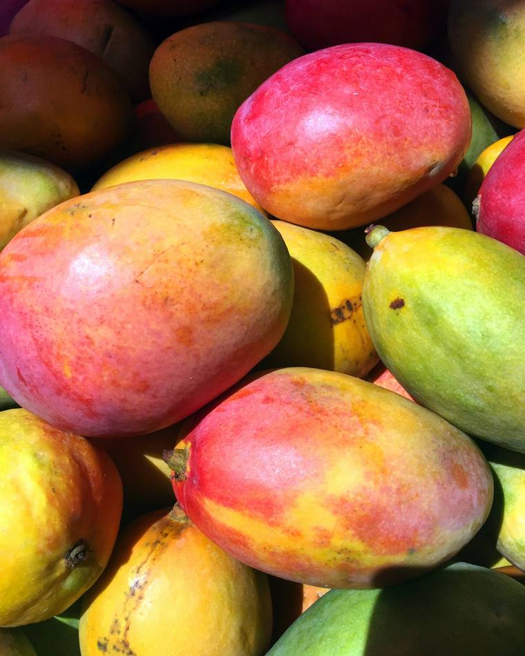 Mangoes laid out in a single layer for grading