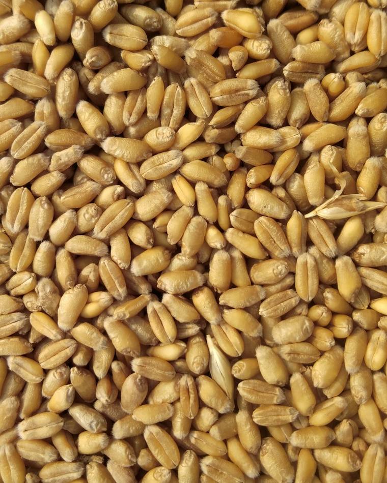 Cleaned wheat grain in bulk